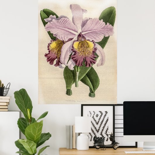 Poster Orchidée de Cattleya Hardyana (Bureau à domicile)