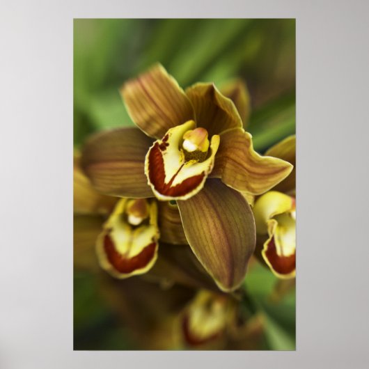 Poster Orchidée de Cymbidium (Devant)