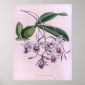 Poster Orchidée de Laeliopsis Domingensis (Devant)