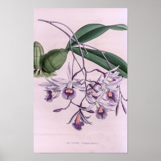 Poster Orchidée de Laeliopsis Domingensis (Devant)