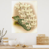 Poster Orchidée de Phalaenopsis stuartiana (Cuisine)