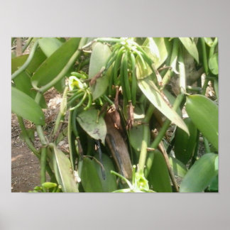 Poster Orchidée de Vanilla Planifolia