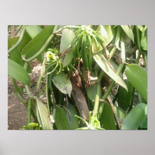Poster Orchidée de Vanilla Planifolia (Devant)