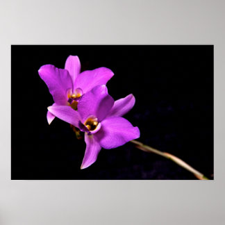 Poster Orchidée Dendrobium