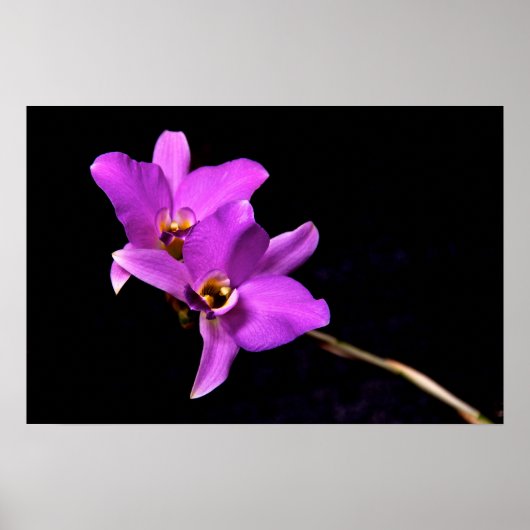 Poster Orchidée Dendrobium (Devant)