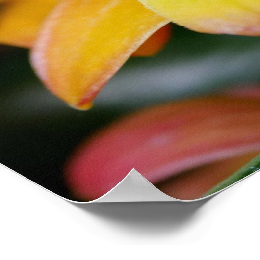 Poster Orchidée du coucher de soleil (Coin)