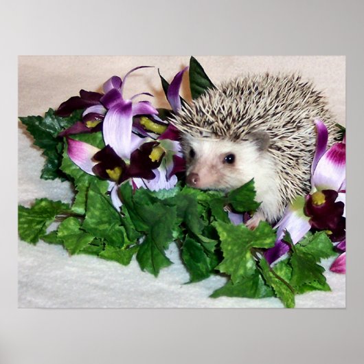 Poster Orchidée du hérisson (Devant)