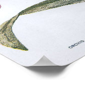 Poster Orchidée édouardienne vintage (Coin)