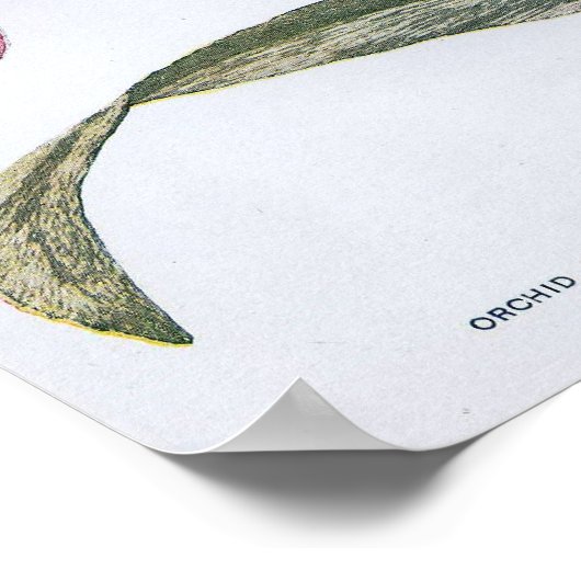 Poster Orchidée édouardienne vintage (Coin)