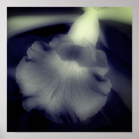 Poster Orchidée Fleur Gros Noir Et Blanc (Devant)