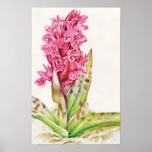 Poster Orchidée hebrideaui : Dactylorhza majalis (Devant)