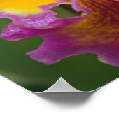 Poster Orchidée hybride, Floride (Coin)
