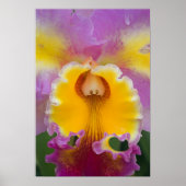 Poster Orchidée hybride, Floride (Devant)