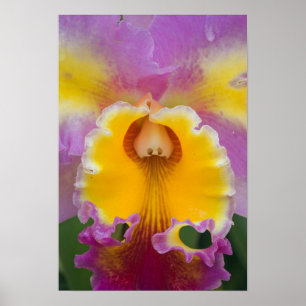 Poster Orchidée hybride, Floride