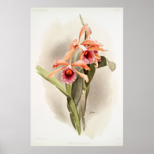 Poster Orchidée illustrée