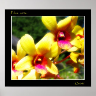 Poster Orchidée jaune