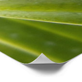 Poster Orchidée - La sandale va-t-elle tenir (Coin)