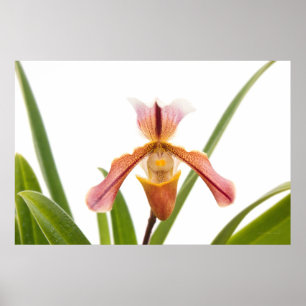 Poster Orchidée - La sandale va-t-elle tenir