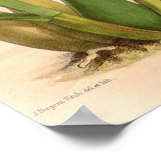 Poster Orchidée Miltonia candida (Coin)