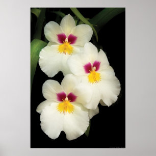 Poster Orchidée - Miltoniopsis - Les Trois Amigos
