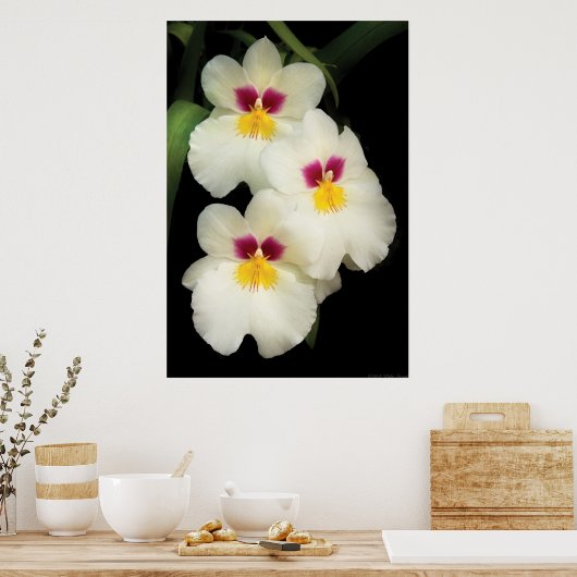 Poster Orchidée - Miltoniopsis - Les Trois Amigos (Cuisine)