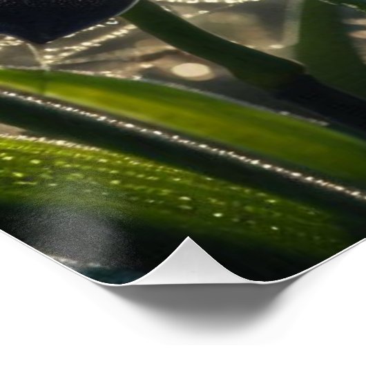 Poster Orchidée noire Spiderweb Floral (Coin)