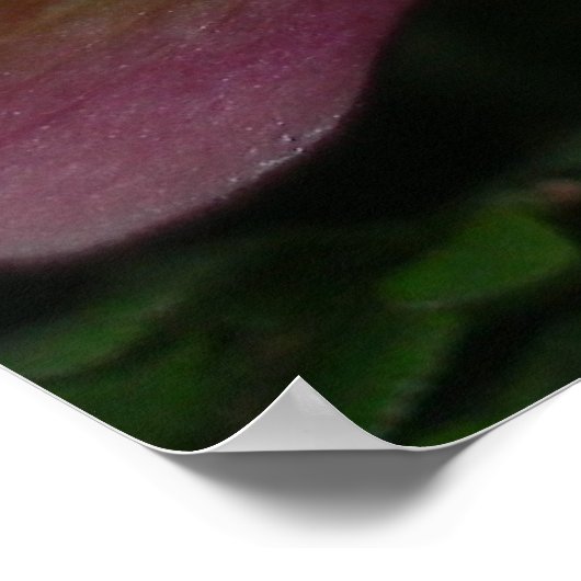 Poster Orchidée paphiopedilum (Coin)