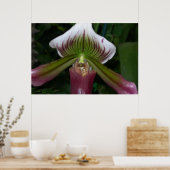 Poster Orchidée paphiopedilum (Cuisine)