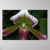 Poster Orchidée paphiopedilum (Devant)