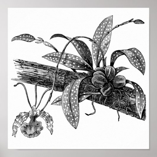 Poster orchidée papillon (Devant)