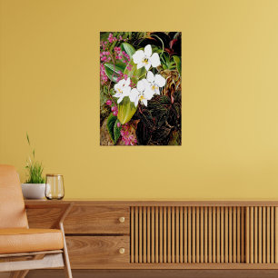 Poster Orchidée papillon malaise et grimpeur américain