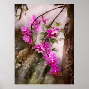 Poster Orchidée - Passion Tropicale