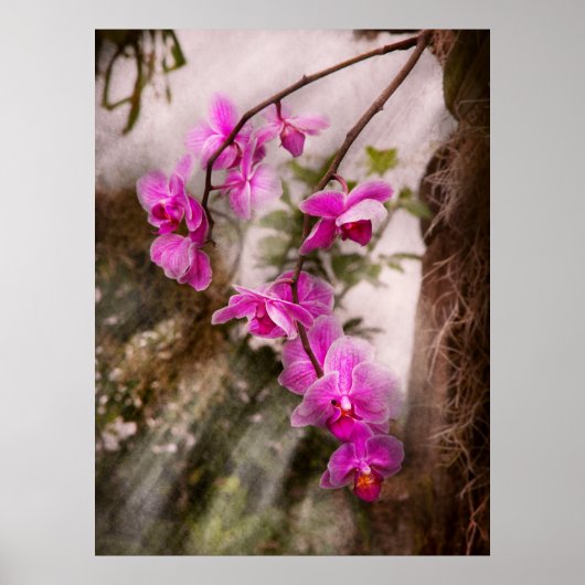 Poster Orchidée - Passion Tropicale (Devant)