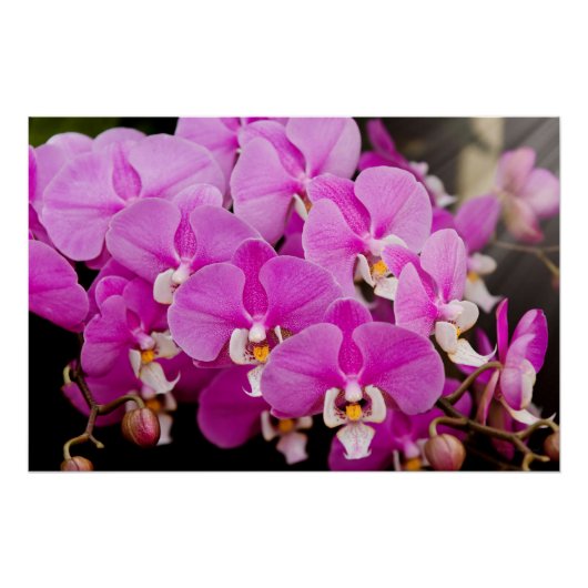 Poster Orchidée - Phalaenopsis - Chatouillée en rose (Devant)