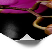 Poster Orchidée - Phalaenopsis - Chatouillée en rose (Coin)