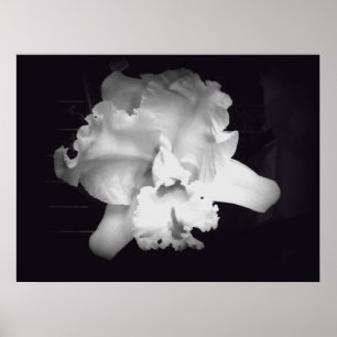 Poster Orchidée - résumé noir et blanc vif