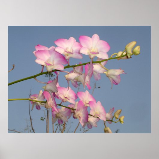 Poster Orchidée rose (Devant)