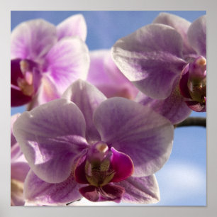 Poster Orchidée rose