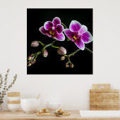 Poster Orchidée rose blanc couleur sur noir pâle doux (Cuisine)