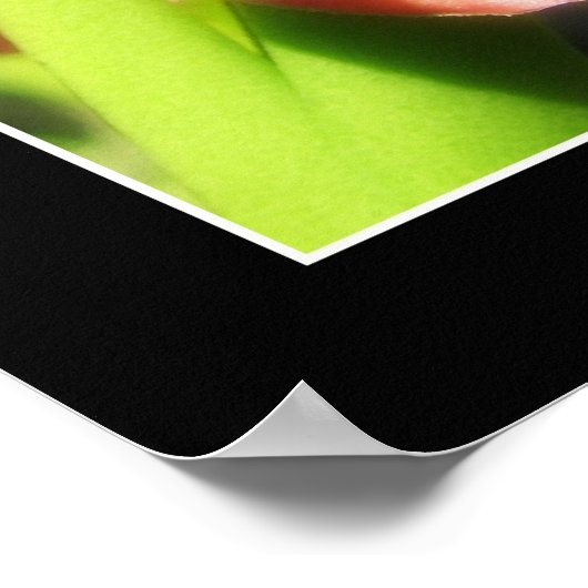 Poster Orchidée rouge (Coin)