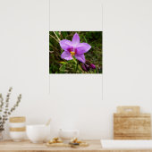 Poster Orchidée sauvage fleur tropicale violette (Cuisine)