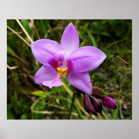 Poster Orchidée sauvage fleur tropicale violette (Devant)