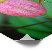 Poster Orchidée Sauvage Rose Lady Slipper Et Evergreens (Coin)