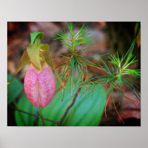 Poster Orchidée Sauvage Rose Lady Slipper Et Evergreens