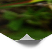 Poster Orchidée sauvage violette Fleur tropicale (Coin)