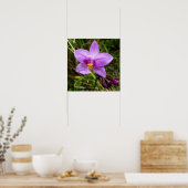 Poster Orchidée sauvage violette Fleur tropicale (Cuisine)