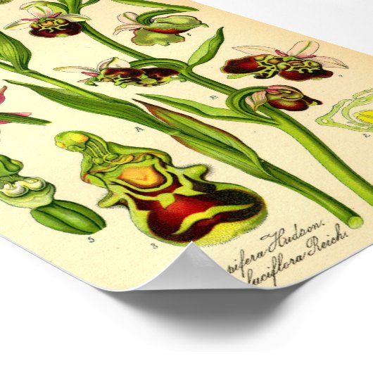 Poster Orchidée tardive (Ophrys fuciflora) (Coin)