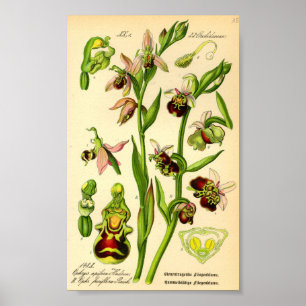 Poster Orchidée tardive (Ophrys fuciflora)