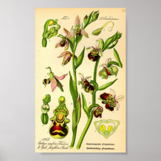 Poster Orchidée tardive (Ophrys fuciflora)