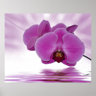 Poster Orchidée tropicale
